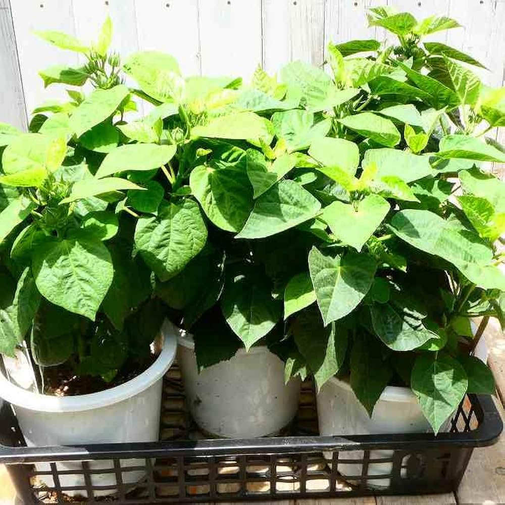 Amazon | 芙蓉 アメリカフヨウ 白花 苗 大株 6号 西洋芙蓉